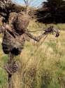 Fiddlesticks.jpg