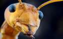 macro-red-ant-2_2811416k.jpg