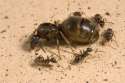 queen-ant-workers-100226-02.jpg