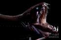 4-deep-sea-dragonfish-dant-fenolio.jpg