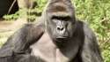 harambe.jpg