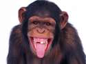 monkey4.jpg