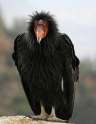 condor.jpg