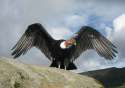 Condor.jpg