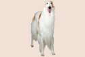 Borzoi_cutout.png