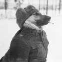 kers doge.jpg