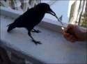 ifiwasabird.jpg