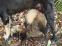 dog rapes raccoon(27).jpg