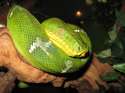 Emerald Tree Boa (21).jpg