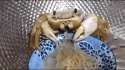 noodles and crab.gif