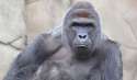 Harambe.png