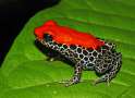 353A-Ranitomeya-reticulata_Luke-Verburgt-932x674.jpg