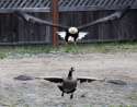 eagle_1_1841.jpg