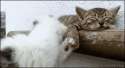 1422153416307.gif