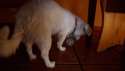 corde3.gif