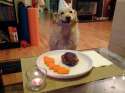 dog is happy.jpg