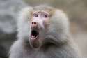 baboon3.jpg