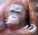 monke.jpg