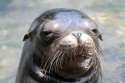 IMG_9833 sea lion resize.jpg