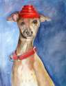 whippetgood1.jpg