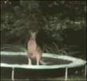 Kangarootrampoline.gif