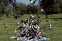 Soryu Family Picnic.jpg