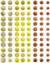 all_coins.jpg