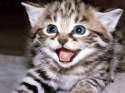 A Cat Apparently.jpg
