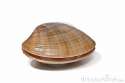 clam8.jpg