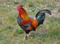 Cock1.jpg