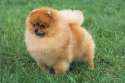 Pomeranian 004.jpg