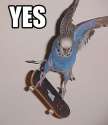 Animal - Parakeet 01.jpg