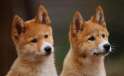 dingo-2-animal-profile-web620.jpg