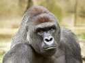 harambe_1464603004882_2564895_ver1.0.jpg