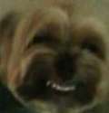 doggo.jpg