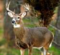 deer-psuDOTedu.jpg