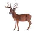 017HB.HansonBuck.WBG.jpg