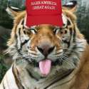 tigersillypp.png