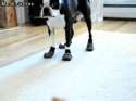 Dog wearing socks.gif