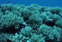coral03b_480.jpg