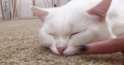 url-74749017b8b3c8e777934d8e97976ed1.0.jpg