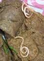 worms-in-dog-feces.jpg