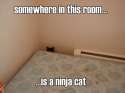 cat-ninja.jpg