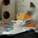 1376918460088.gif