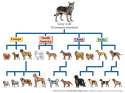 wolves-to-dogs.jpg
