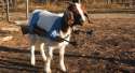 goat-640x350.jpg