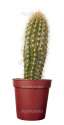 depositphotos_11169668-Cactus-house-plant-vegetation-nature.jpg