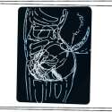 dog scan.png