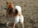 shiba butt spam.jpg