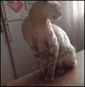 1401501400351.gif